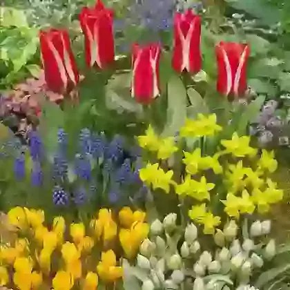 Special Bulb Parcel